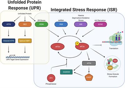 Hiding in Plain Sight: Formation and Function of Stress Granules During Microbial Infection of Mammalian Cells